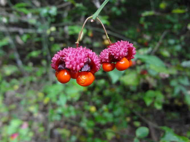 We saw several American Euonymus (Hearts-a-burstin) along the trail.