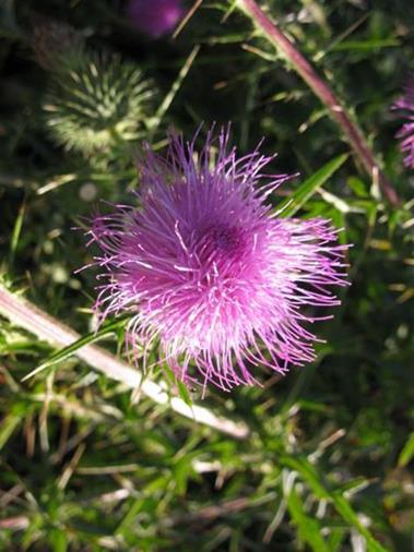 Field Thistle