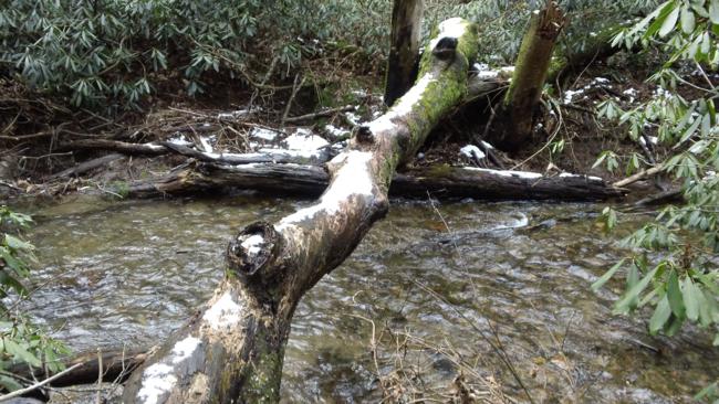 Snow-covered log across the creek.
