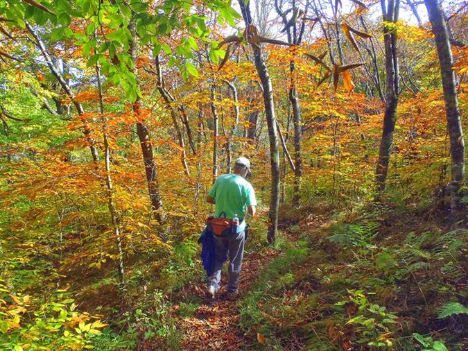 A colorful walk in the woods!
