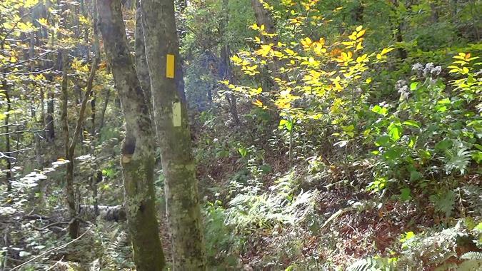 Bartram Trail has yellow markers and Appalachian - white.