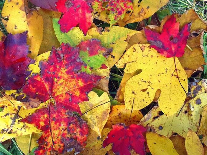 A colorful array of autumn leaves!