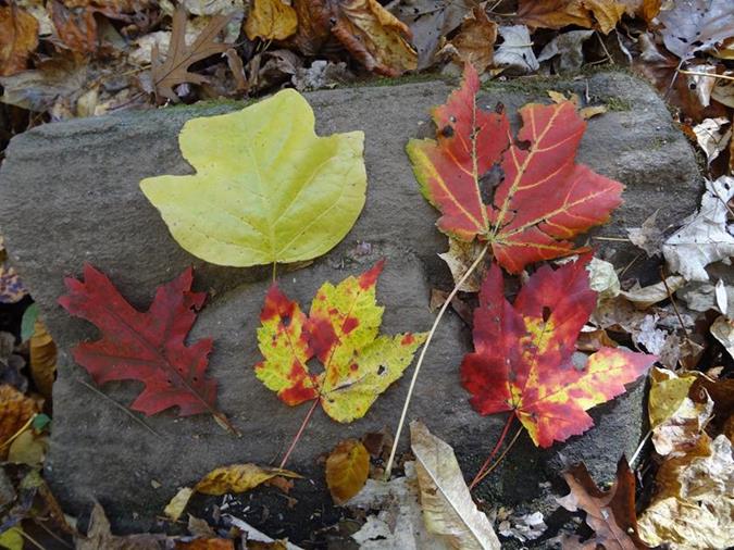 There is still some color in the woods.