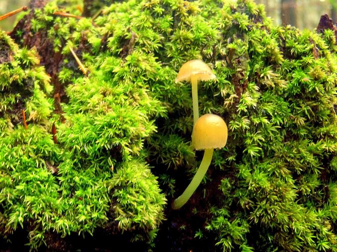 Mushrooms of the week!
