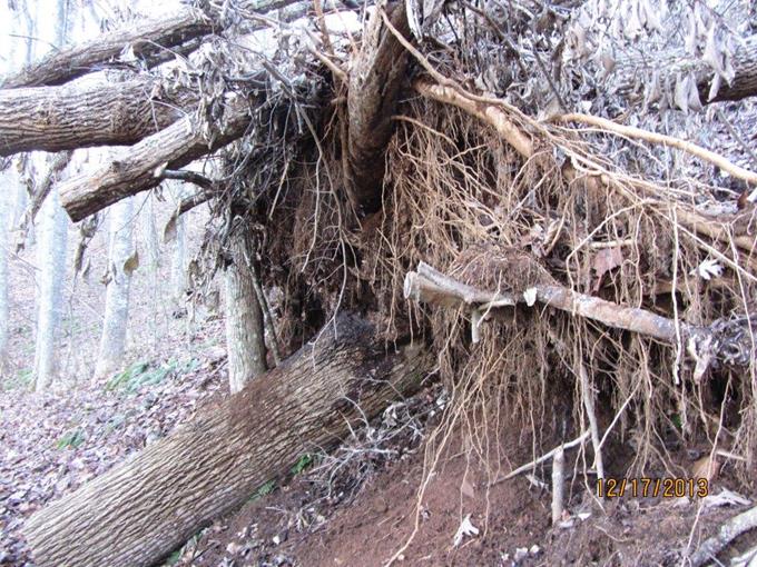 This is a portion of a tree fall of 6 large trees that fell in a domino effect.