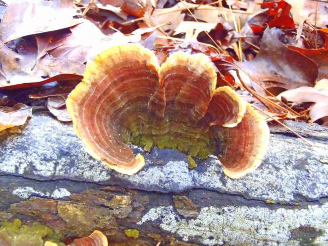 Fungus of the week!