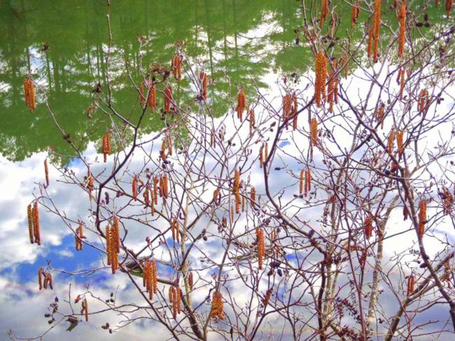 Looking through a Speckled Alder into the water reflecting the sky and pine trees!