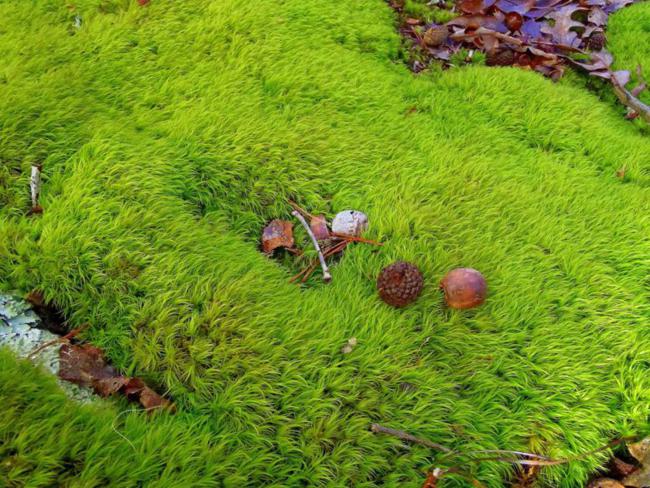 The beauty of the forest floor!