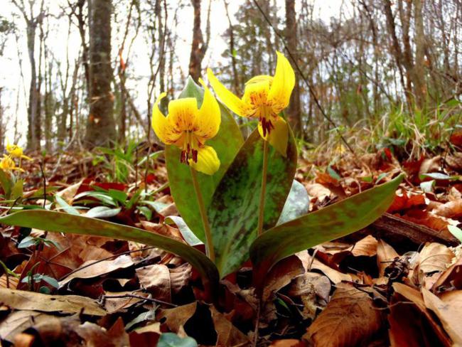 Wildflower of the week! We were surprised to find lots of beautiful Trout Lilies!