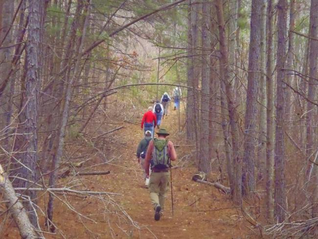 Along the Sourwood Trail, we pass through a nice pine forest.