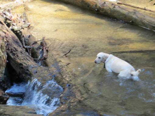 "Angus" enjoys the water just below King Creek Falls.