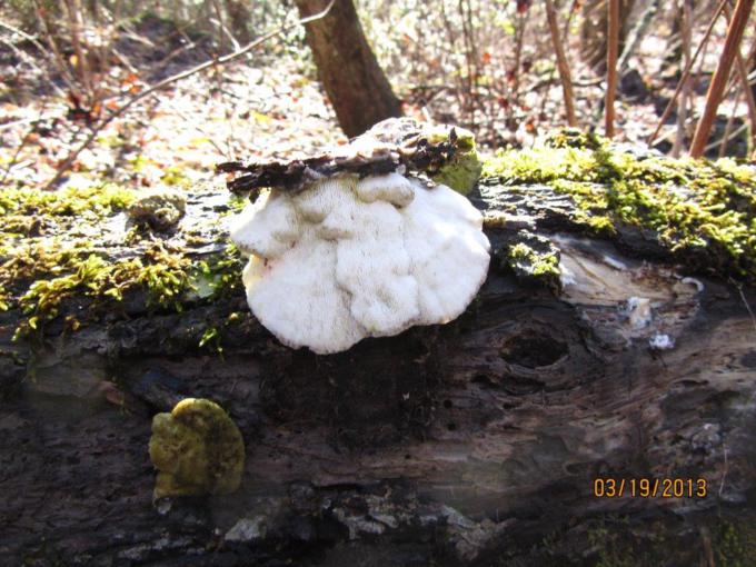 Fungus of the Week!
