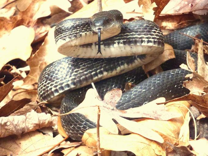 After the sun came out, we found this nice Ratsnake basking.