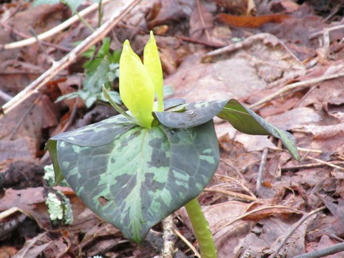 We are finally seeing wildflowers much later than usual. Here we have a Yellow Toadshade Trillium.