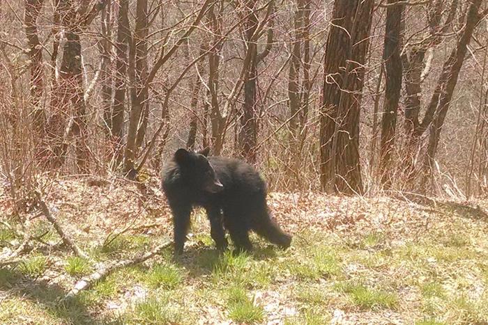 Just as we were headed home from Hogpen Gap, we spotted this young Black Bear along the side of the road!