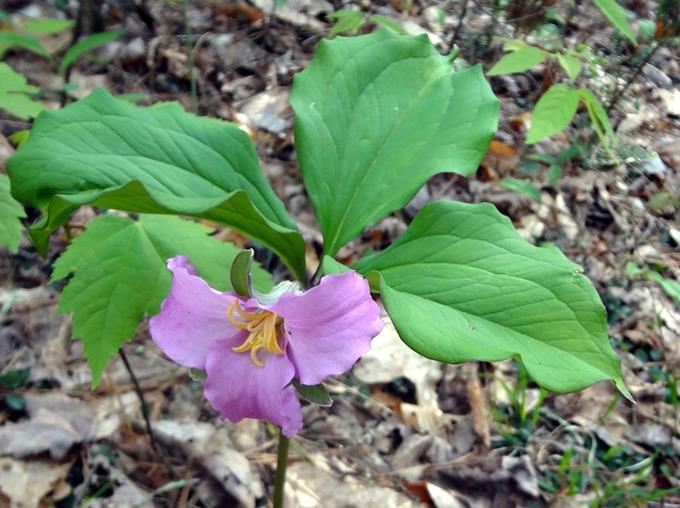 We saw hundreds of Catesby's Trillium in bloom.
