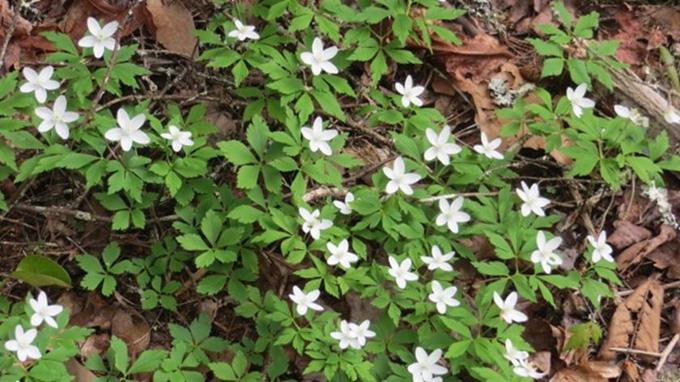 Another abundant wildflower today was Wood Anemone or Windflower.