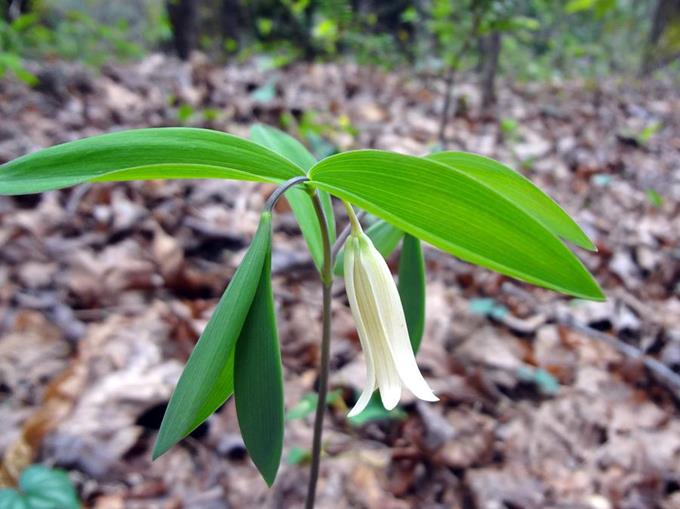 Another nice wildflower - Small Bellwort.
