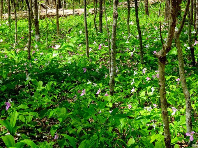 We passed by many areas that were covered in Large-flowered Trillium.