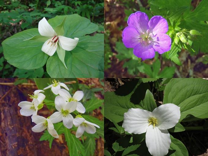 Amazing wildflower show all day!Top left then clockwise: White Erect Trillium, Wild Geranium, Large-flowered Trillium and Toothwort.