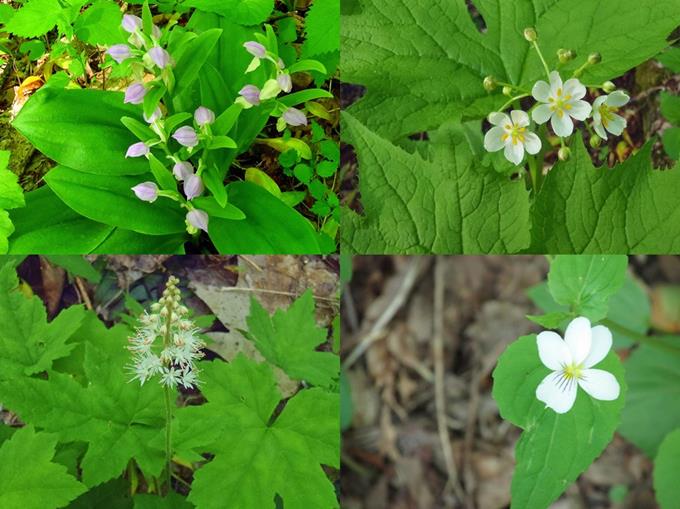 Showy Orchis, Umbrella Leaf, Canada Violet and Foamflower.