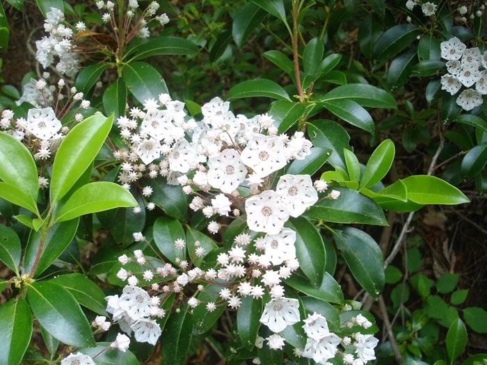 The Mountain Laurels are startiing to bloom.