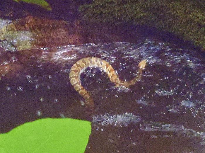 We found this large Timber Rattler that had fallen into a pothole whirlpool and was struggling mightily to escape!