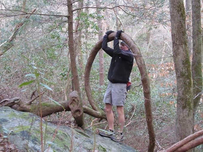 The famous circular Hemlock Tree!