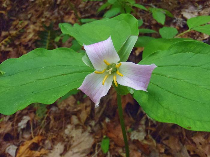 Lots of nice wildflower sightings along the trail. Catesby's Trillium.