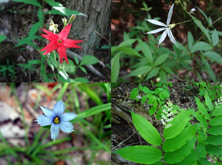 This particular hike has a great variety of wildflowers! (top left then clockwise) Fire Pink, Indian Physic, Solomon's Plume and Blue-eyed Grass.