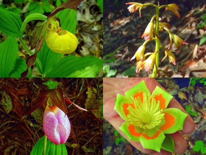 (top left then clockwise) Small Yellow Lady's Slipper, Puttyroot Orchid, Tulip Poplar, Pink Lady's Slipper.