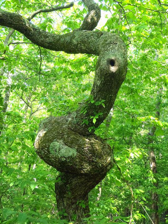 This old tree has lots of character!