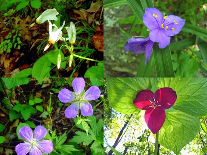 (top left then clockwise) Shooting Stars, Spiderwort, Vasey's Trillium, Wild Geranium.