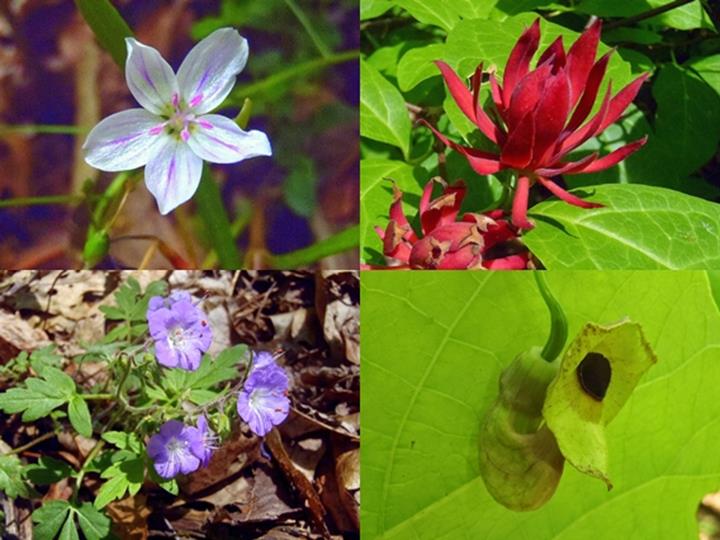 (top left then clockwise) Spring Beauty, Sweetshrub, Dutchman's Pipe, Purple Phacelia.