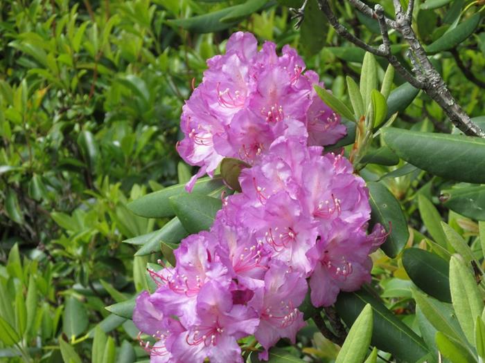 The Catawba Rhododendrons are blooming!
