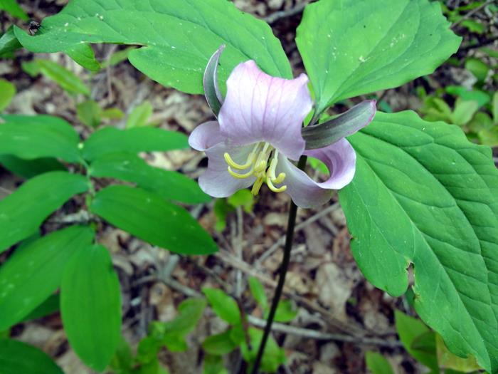 The Catesby's Trillum are still blooming.