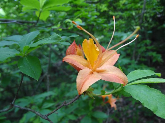 Flame Azalea