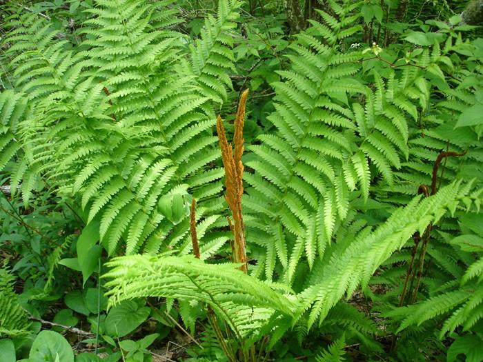We found several huge Cinnamon Ferns.