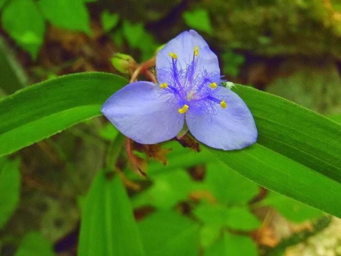 We saw lots of Spiderwort blooming along the trail.