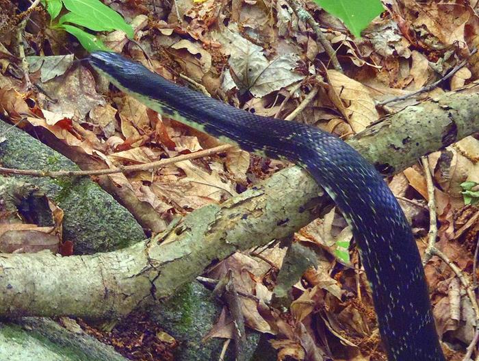 We also shared the trail with a large Black Rat Snake!