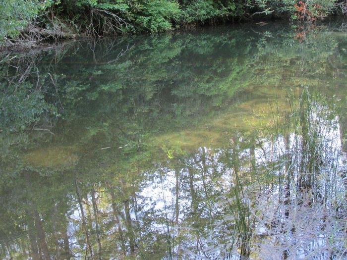 We spot a series of Bream Beds in the shallows of the lake.