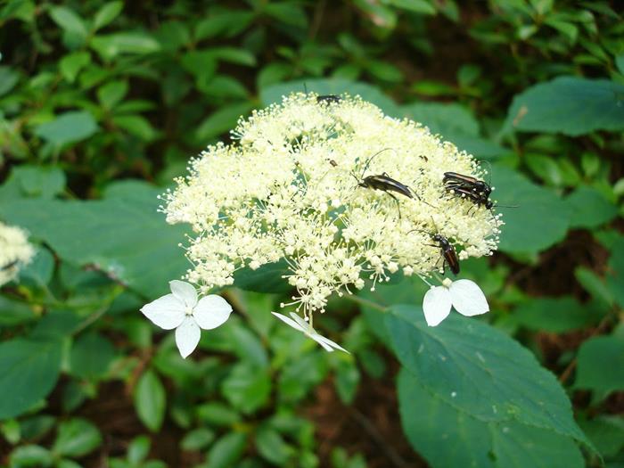 The Wild Hydrangeas are blooming!