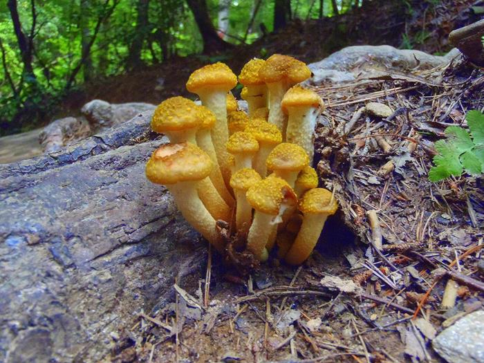 Mushrooms of the Week!