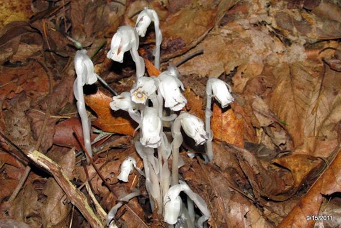 Indian Pipes (a non-chlorophyl plant)