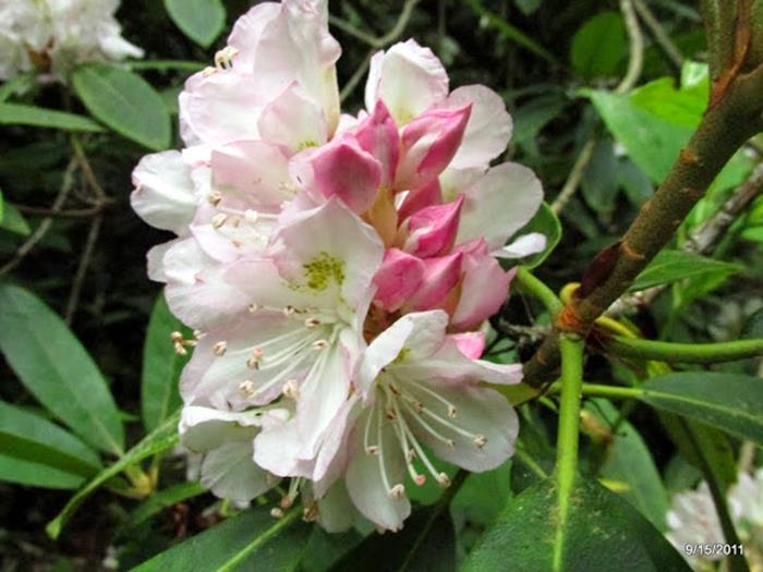 Rosebay Rhododendron