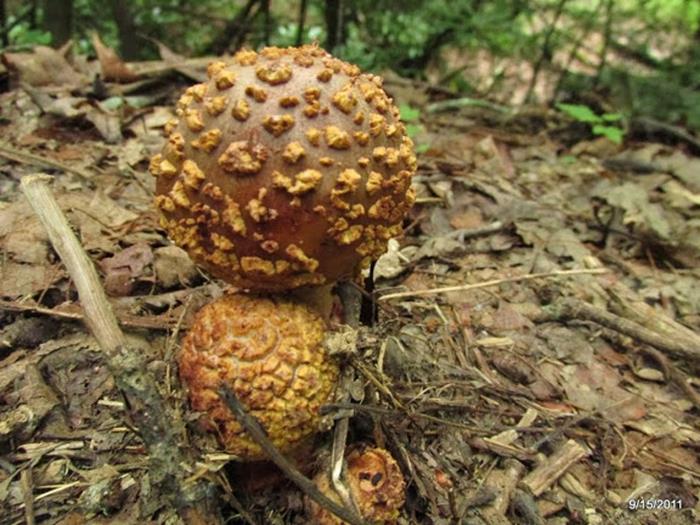 Mushroom of the week!