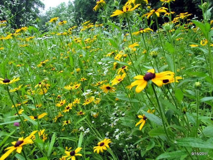 A nice meadow of summertime color!