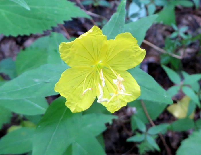 Wildflower - Sundrop
