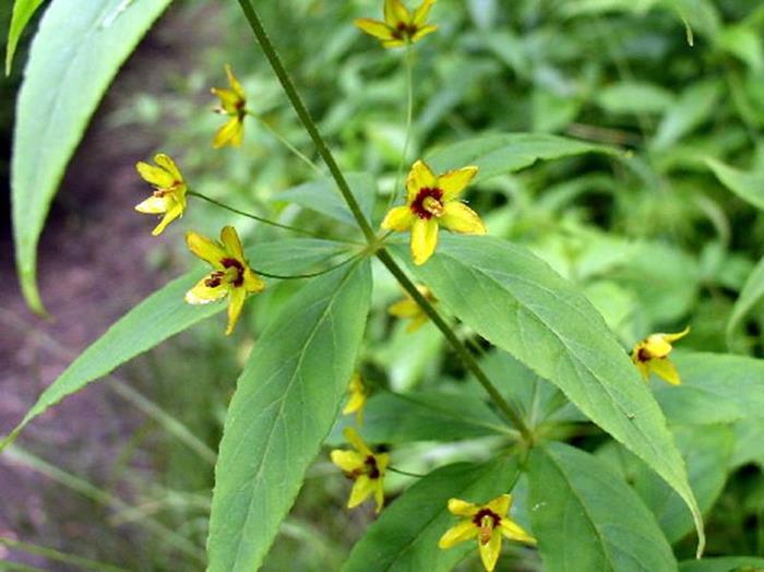 Wildflower - Whorled Loosestrife.