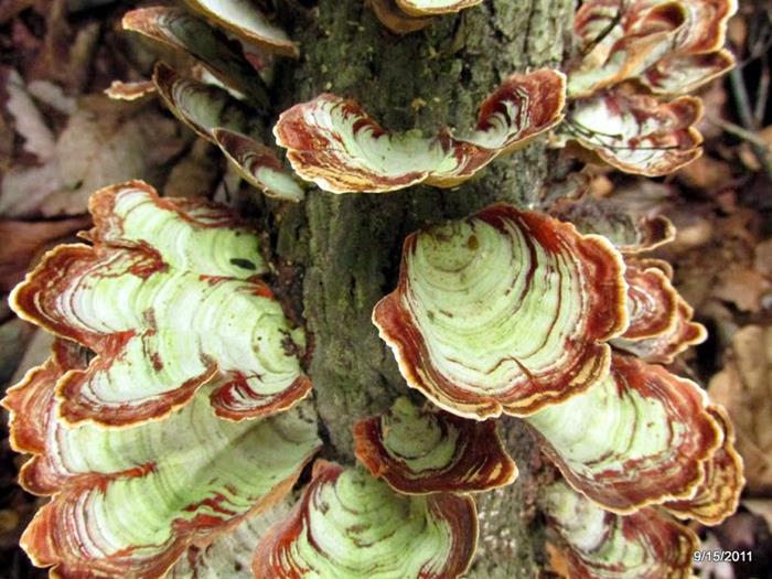 Fungus of the week!